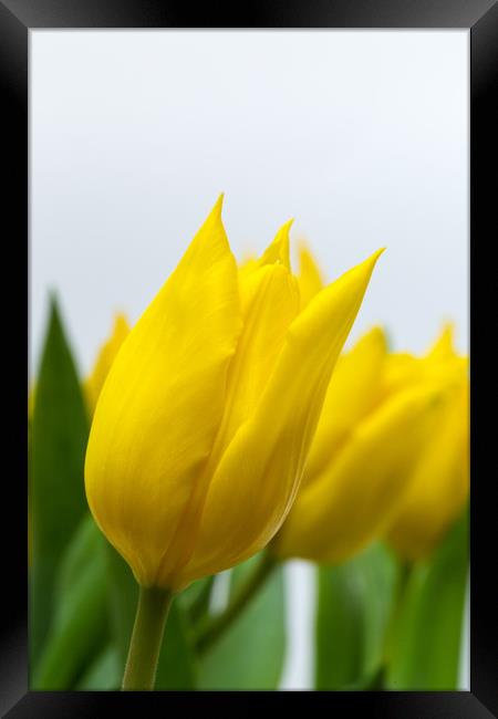 Yellow Tulip Framed Print by Ian Gibson