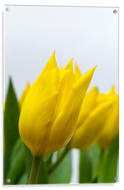 Yellow Tulip Acrylic by Ian Gibson