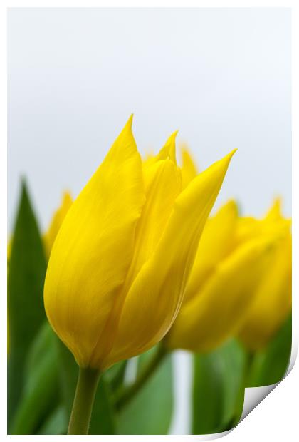 Yellow Tulip Print by Ian Gibson