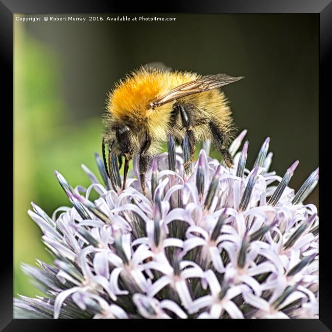 Bumble Bee Framed Print by Robert Murray