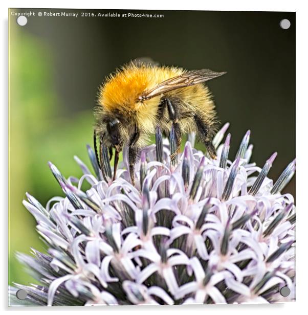 Bumble Bee Acrylic by Robert Murray