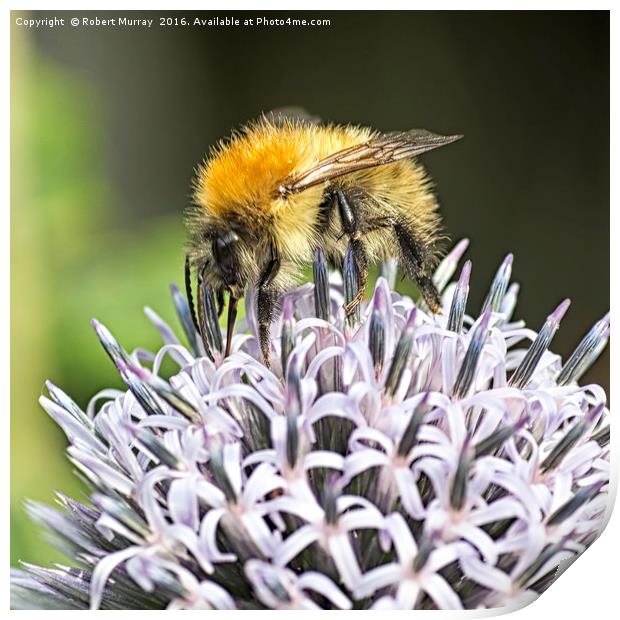 Bumble Bee Print by Robert Murray