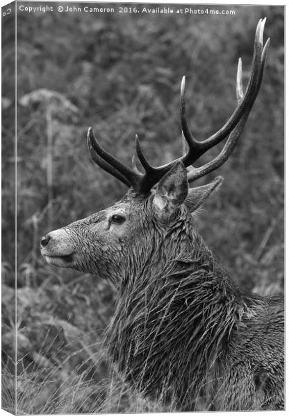 Wild Red Deer Stag.  Canvas Print by John Cameron