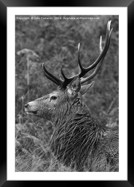 Wild Red Deer Stag.  Framed Mounted Print by John Cameron