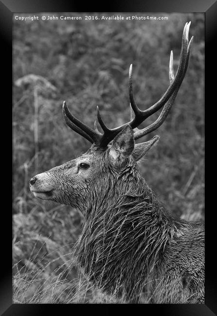 Wild Red Deer Stag.  Framed Print by John Cameron