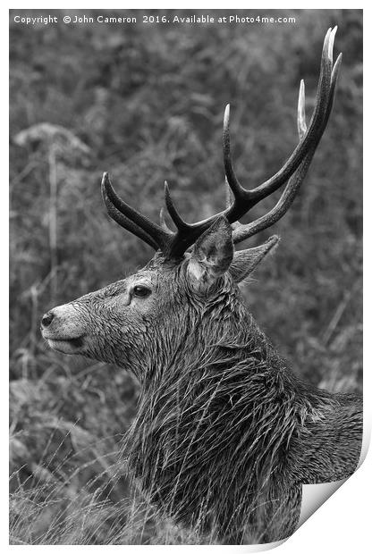 Wild Red Deer Stag.  Print by John Cameron