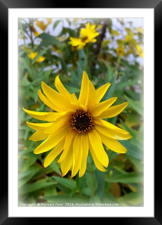 yellow flowers of autumn Framed Mounted Print by Marinela Feier