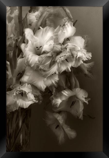 Sepia Gladioli Framed Print by Ann Garrett