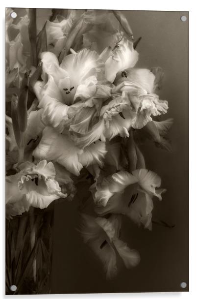 Sepia Gladioli Acrylic by Ann Garrett