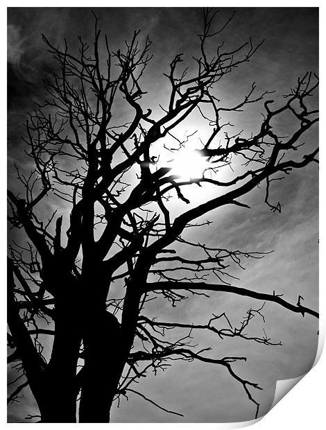 Sunlight through dead tree Print by Paul Macro