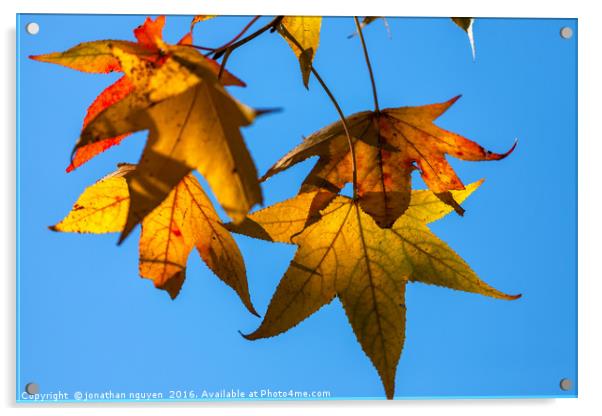 Autumn Leaves  Acrylic by jonathan nguyen