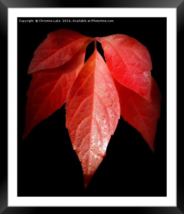 Autumn Red Framed Mounted Print by Christine Lake