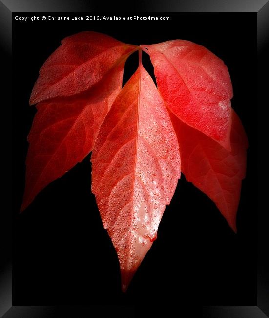 Autumn Red Framed Print by Christine Lake