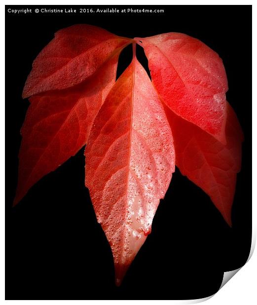 Autumn Red Print by Christine Lake