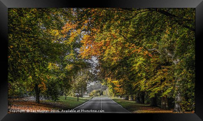 Autumn Canopy Framed Print by Zac Magner