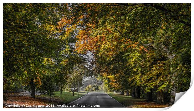 Autumn Canopy Print by Zac Magner