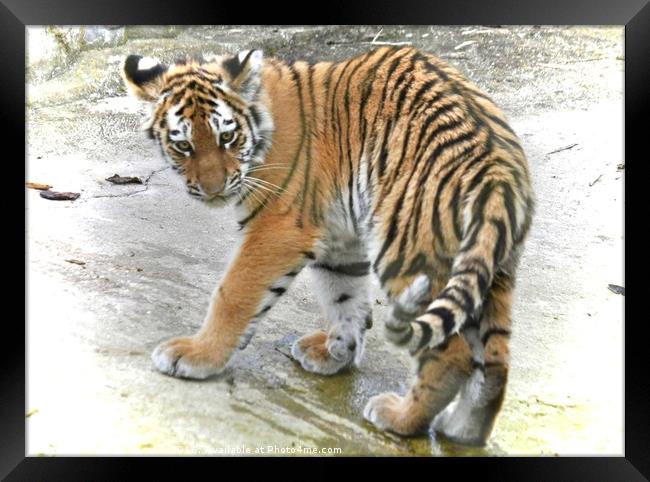 tiger feet Framed Print by michelle rook