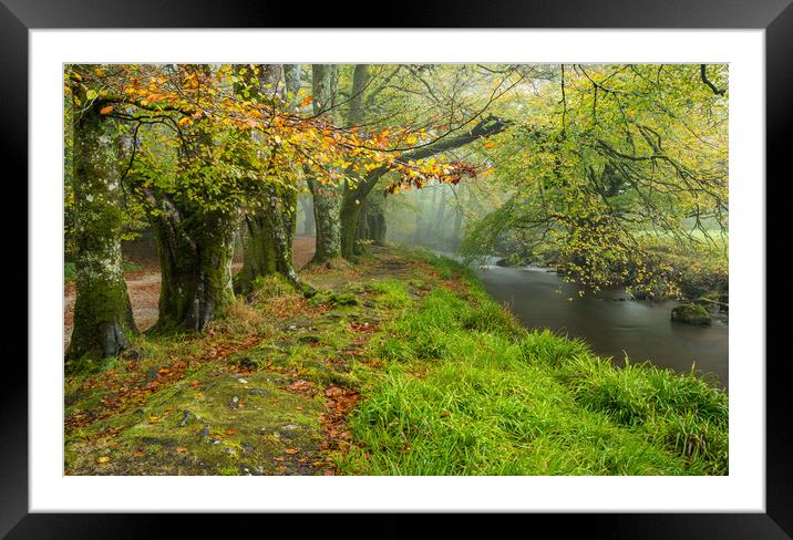 Autumn Ancients at Golitha Falls Framed Mounted Print by Michael Brookes