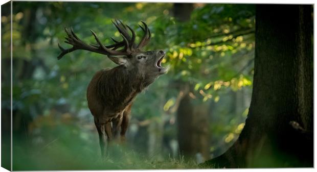 Call of Nature Canvas Print by Philip Male