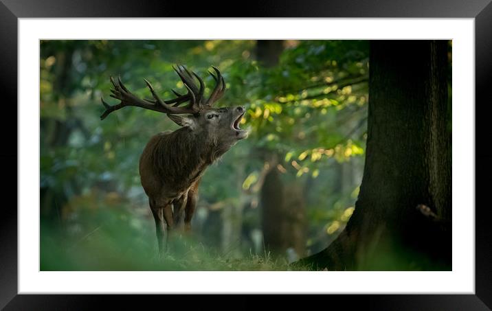 Call of Nature Framed Mounted Print by Philip Male