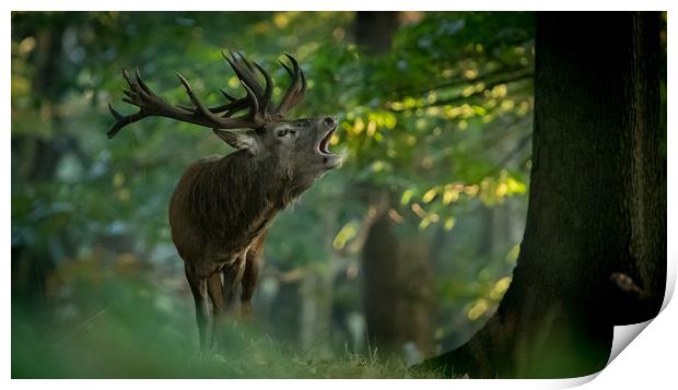 Call of Nature Print by Philip Male