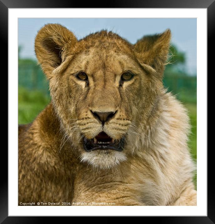 Lioness portrait Framed Mounted Print by Tom Dolezal