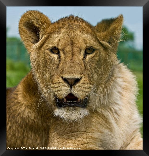 Lioness portrait Framed Print by Tom Dolezal