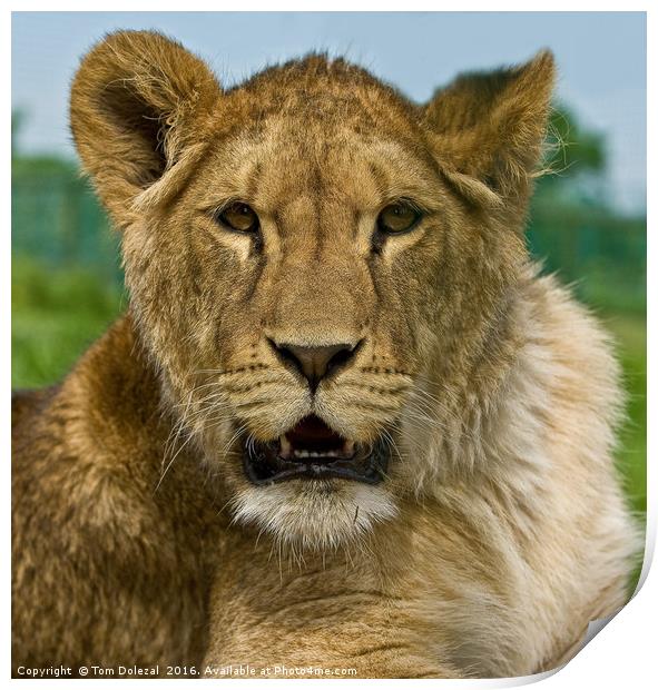 Lioness portrait Print by Tom Dolezal