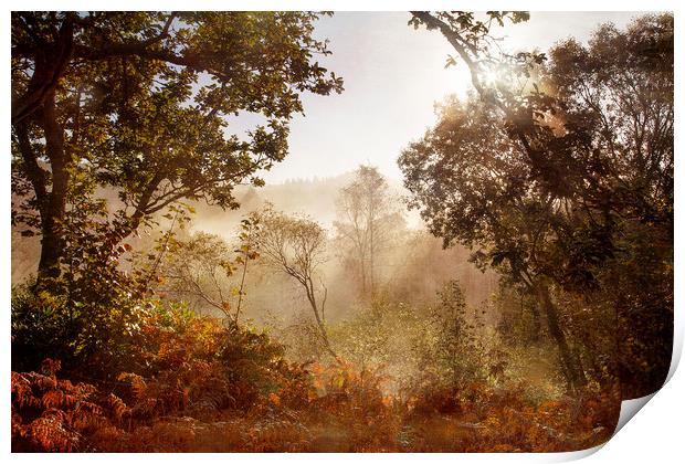 Autumn Mornings Print by Jackie Davies