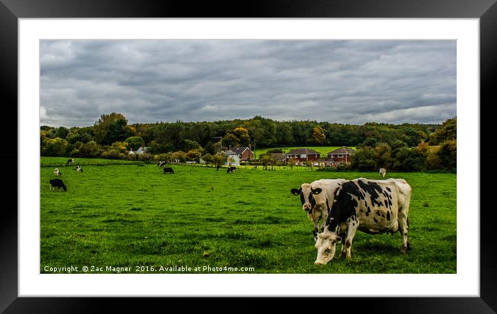 Cows Grazing Framed Mounted Print by Zac Magner