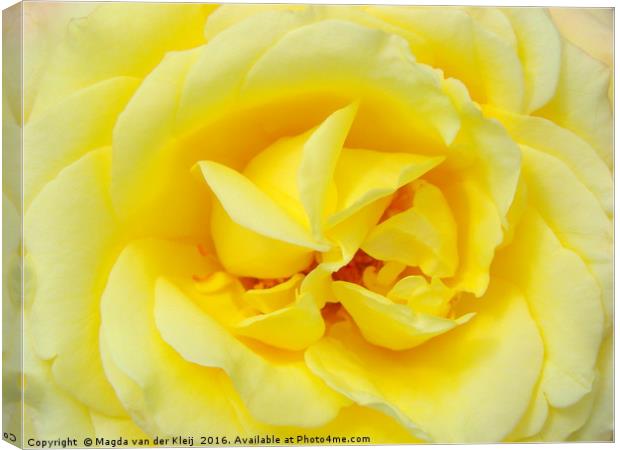 close up yellow rose Canvas Print by Magda van der Kleij