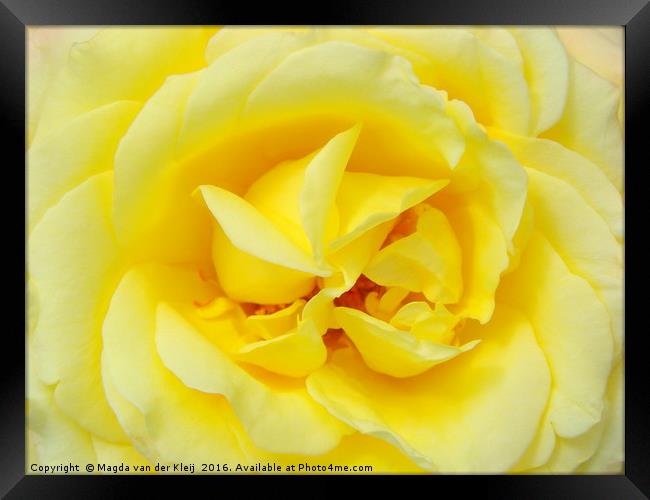 close up yellow rose Framed Print by Magda van der Kleij