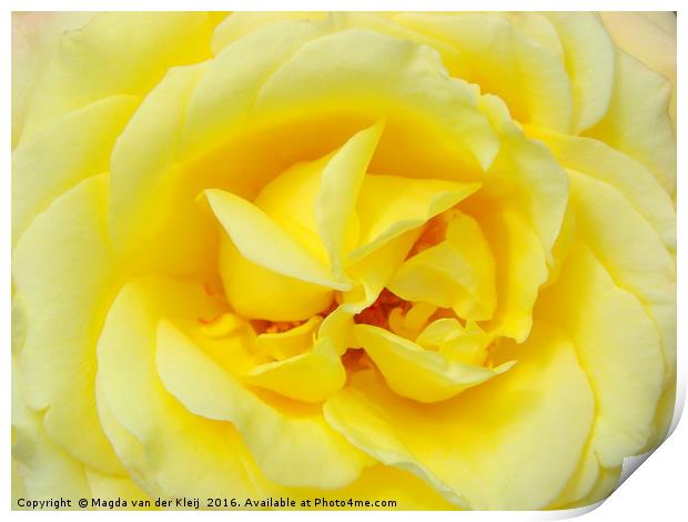 close up yellow rose Print by Magda van der Kleij