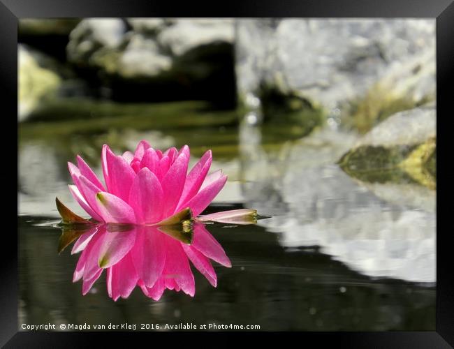 Pink water lily mirror in my pond Framed Print by Magda van der Kleij