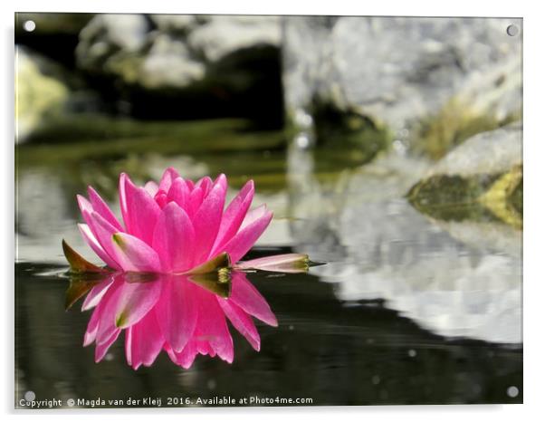 Pink water lily mirror in my pond Acrylic by Magda van der Kleij