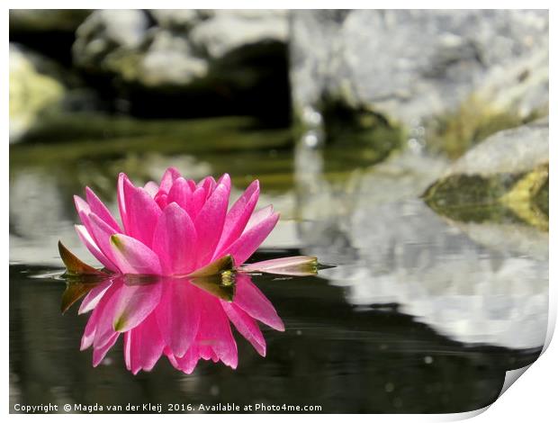 Pink water lily mirror in my pond Print by Magda van der Kleij