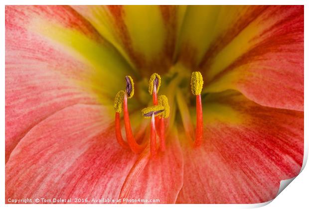 Amarillis stamen Print by Tom Dolezal