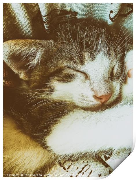 Baby Tabby Cat Sleeping In Kitty Basket Print by Radu Bercan