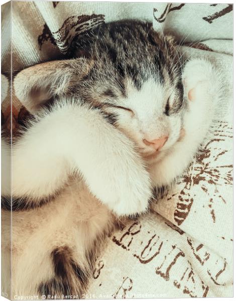 Baby Tabby Cat Sleeping In Kitty Basket Canvas Print by Radu Bercan
