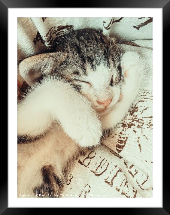 Baby Tabby Cat Sleeping In Kitty Basket Framed Mounted Print by Radu Bercan