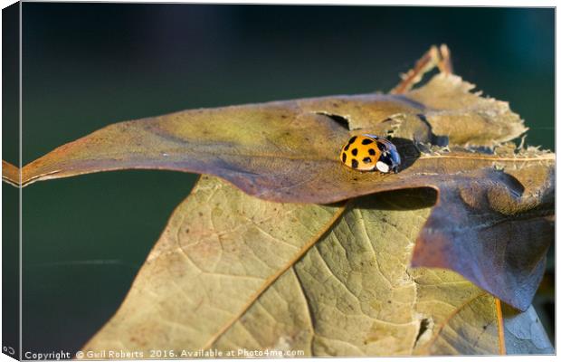 Ladybird on leaf Canvas Print by Gwil Roberts