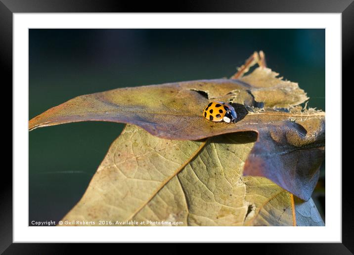 Ladybird on leaf Framed Mounted Print by Gwil Roberts
