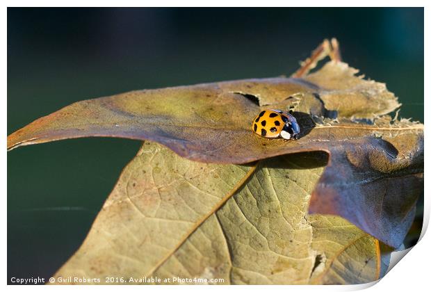 Ladybird on leaf Print by Gwil Roberts