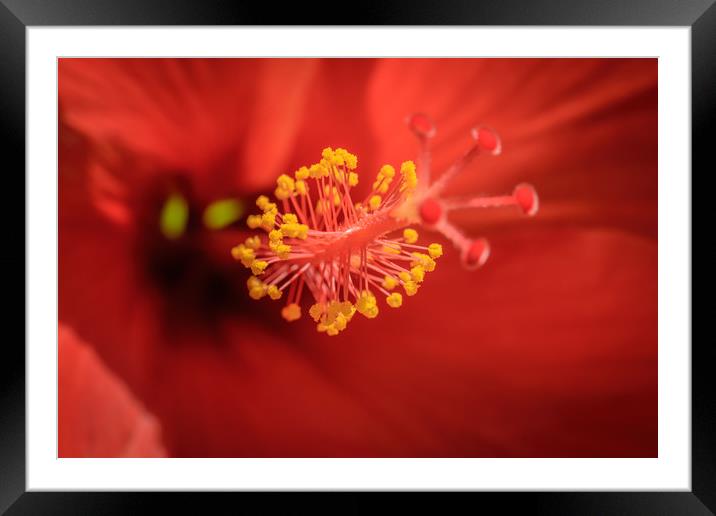 Red Flower Stamen Framed Mounted Print by Mark Baker