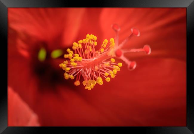 Red Flower Stamen Framed Print by Mark Baker
