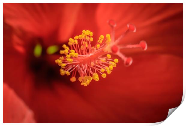Red Flower Stamen Print by Mark Baker