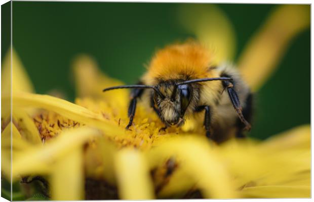 Beehave Canvas Print by Mark Baker