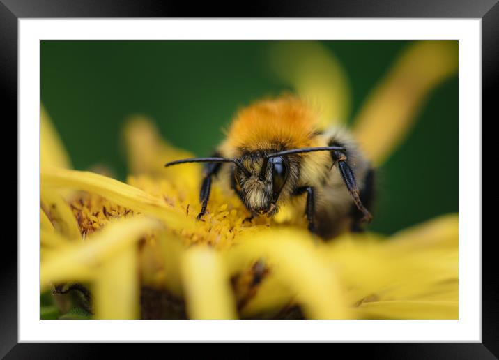 Beehave Framed Mounted Print by Mark Baker