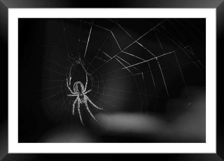 Web of Lies Framed Mounted Print by Mark Baker