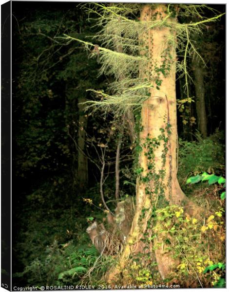 "SPOOKY NIGHT WOOD ,,,IT IS HALOWEEN!" Canvas Print by ROS RIDLEY